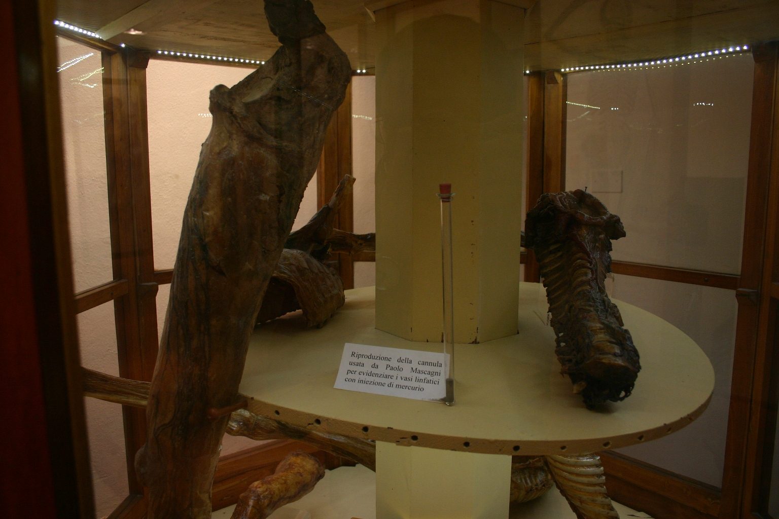 Sala 'Paolo Mascagni', Accademia dei Fisiocritici, Siena, Italy - 08.JPG